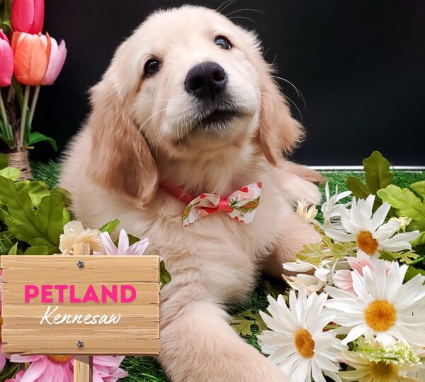[#25135-06] Light Golden F Golden Retriever Puppies For Sale