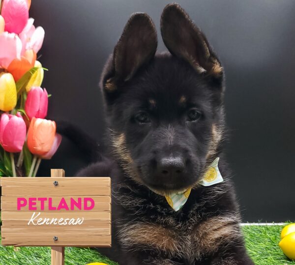 [#25140-02] Black / Tan F German Shepherd Dog Puppies For Sale