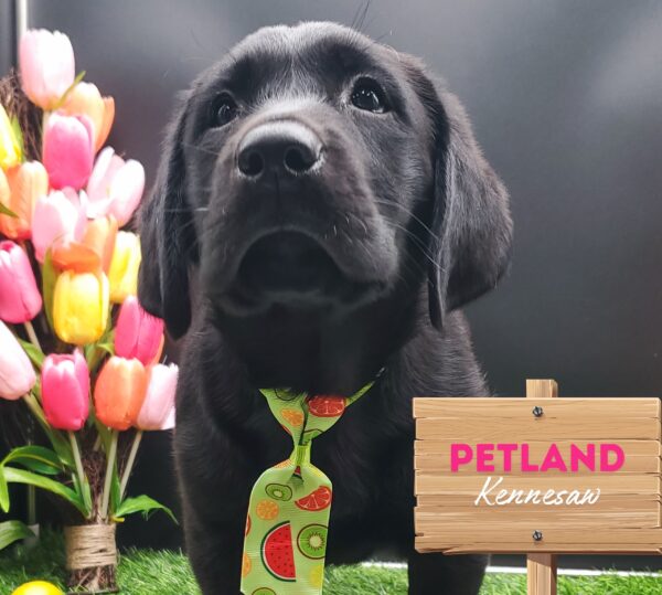 [#25142-02] Black M Labrador Retriever Puppies For Sale