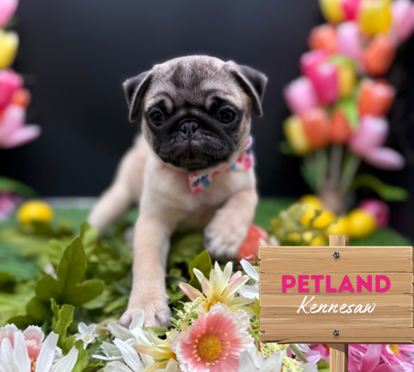 [#251088-05] Fawn F Pug Puppies For Sale