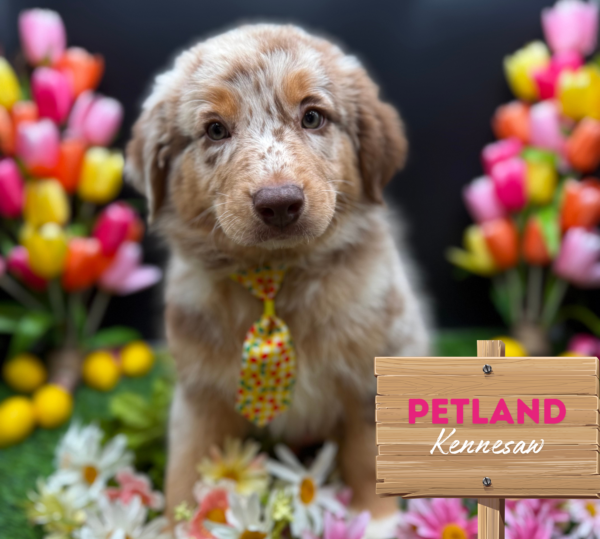[#251178-02] Red Merle M Australian Shepherd Puppies For Sale