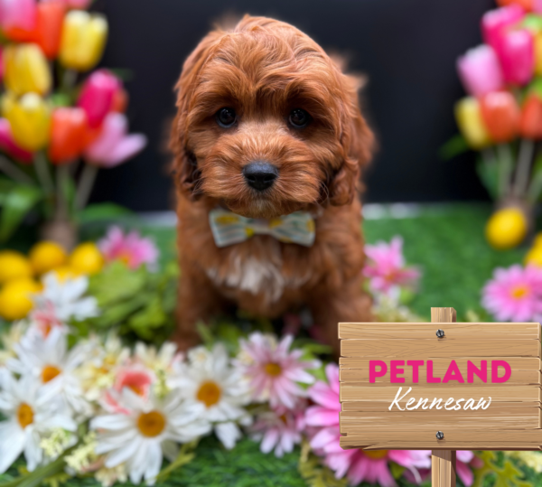 [#251208-04] Red / White F Cavapoo Puppies For Sale