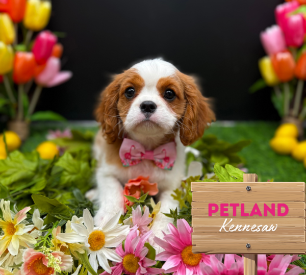 [#251398-04] Blenheim F Cavalier King Charles Spaniel Puppies For Sale