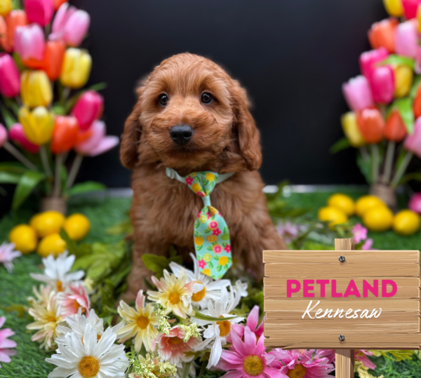 [#251401-02] Red M Goldendoodle Mini 2nd Gen Puppies For Sale