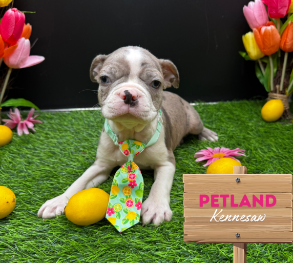 [#251415-03] Blue Merle M Boston Terrier Puppies For Sale