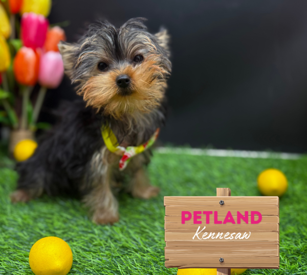 [#251536-02] Black / Tan F Yorkshire Terrier Puppies For Sale