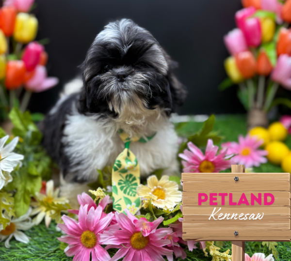 [#251618-01] Black / White M Shih Tzu Puppies For Sale