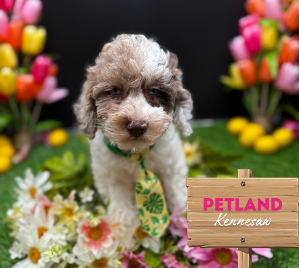 [#25149-03] M Labradoodle 2nd Gen Puppies For Sale