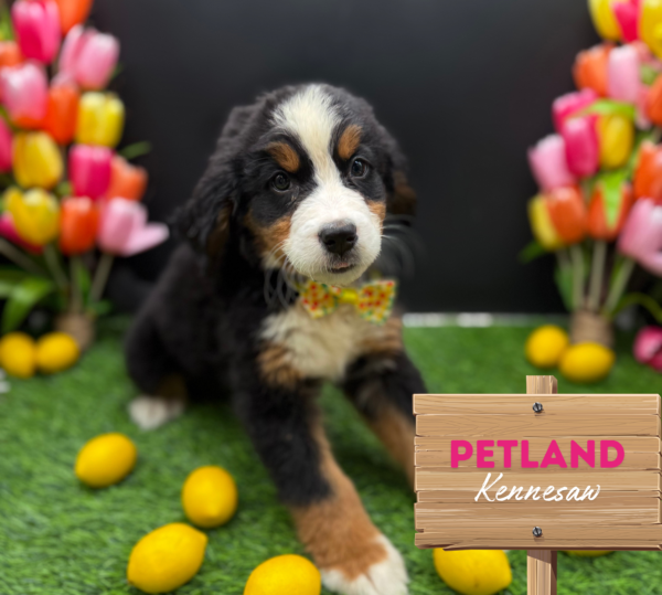 [#25157-03] Black Rust / White F Bernese Mountain Dog Puppies For Sale