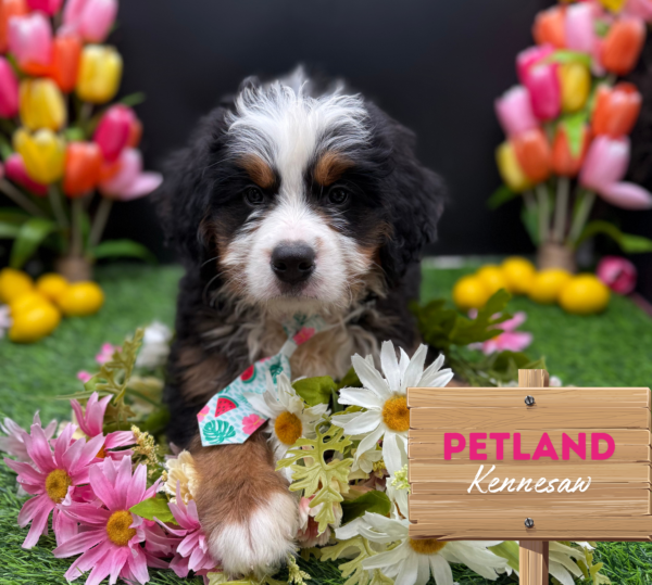 [#25183-03] Tri-Colored M Bernedoodle Mini/Bernese Mountain Dog Puppies For Sale
