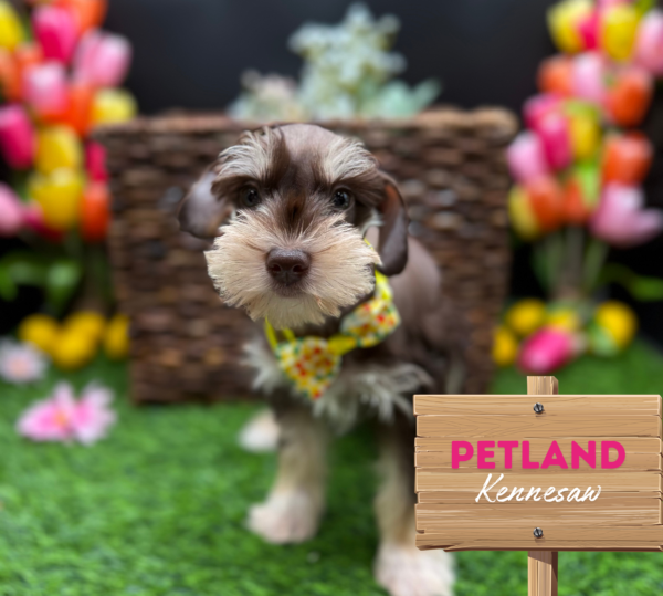 [#251028-02] Liver F Miniature Schnauzer Puppies For Sale