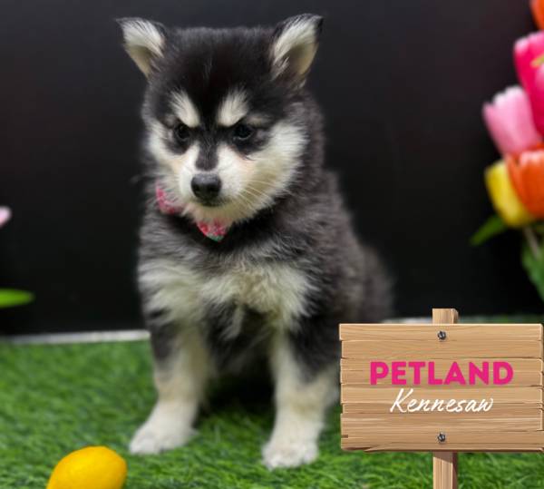 [#251047-04] Black / White F Pomsky Puppies For Sale