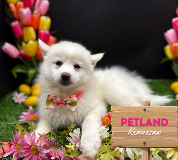 [#251047-06] White F Pomsky Puppies For Sale