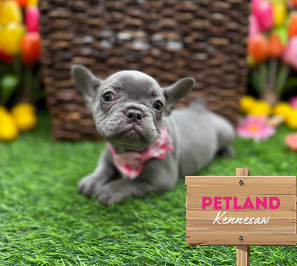 [#251100-02] Lilac F French Bulldog Puppies For Sale