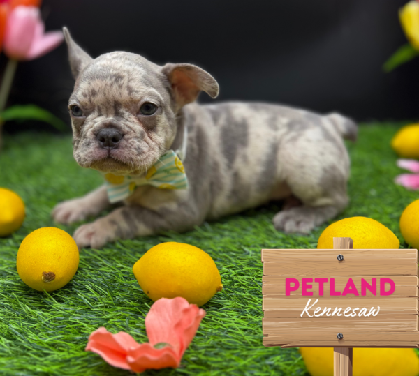 [#251100-03] Lilac Merle F French Bulldog Puppies For Sale