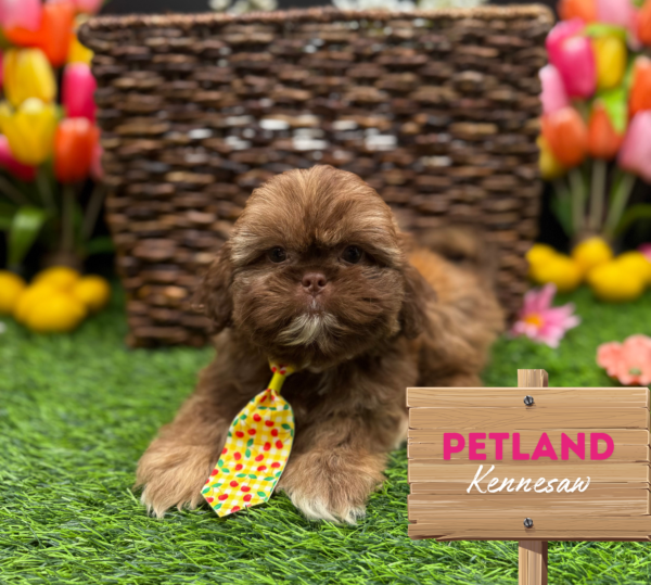 [#251117-02] Chocolate M Shih Tzu Puppies For Sale