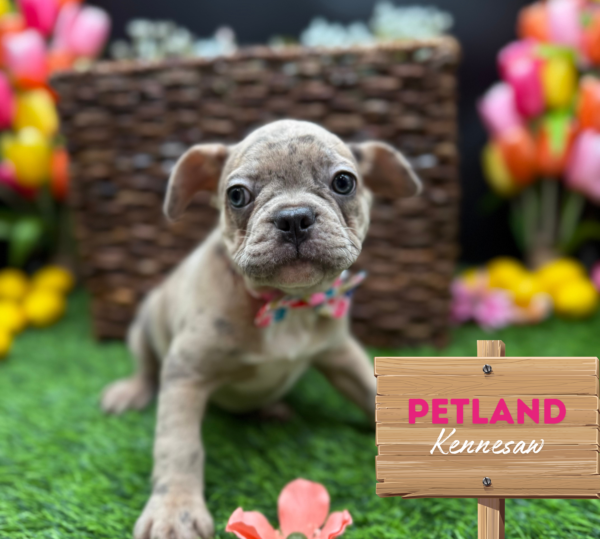 [#25905-04] Blue Merle F Frenchton Puppies For Sale