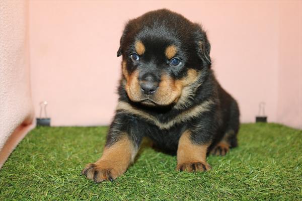 [#25129-04] Black / Tan F Rottweiler Puppies For Sale