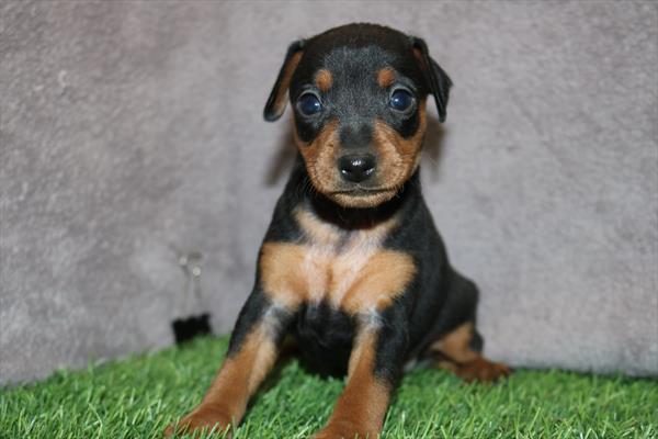 [#251077-01] Black / Tan M Miniature Pinscher Puppies For Sale