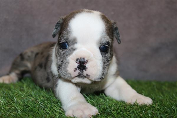 [#25148-02] Blue Merle M English Bulldog  Puppies For Sale