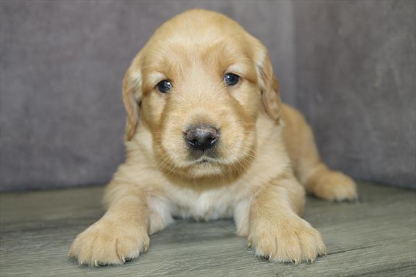 [#25159-05] Dark Golden F Golden Retriever Puppies For Sale
