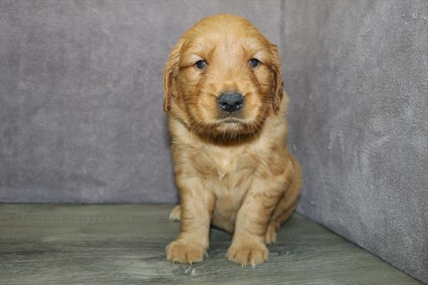 [#25159-02] Dark Golden M Golden Retriever Puppies For Sale
