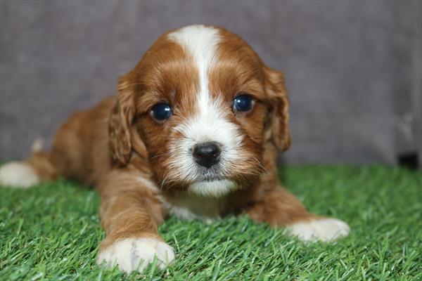 [#251157-05] Red F Cavapoo Puppies For Sale