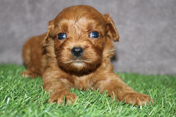 [#251157-06] Red F Cavapoo Puppies For Sale