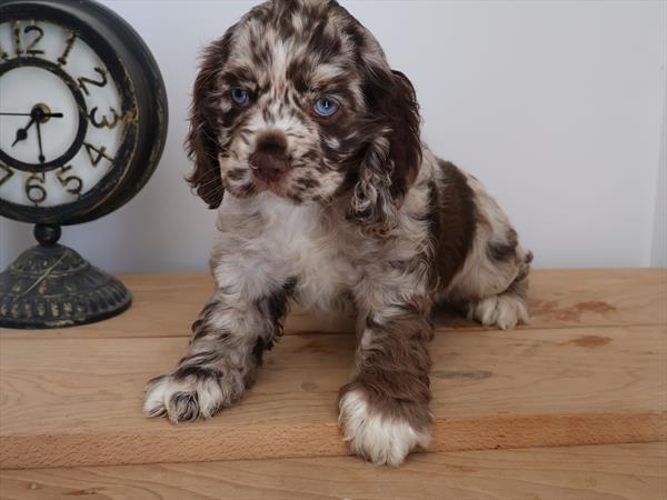 [#251366-06] Chocolate Roan F Cocker Spaniel Puppies For Sale