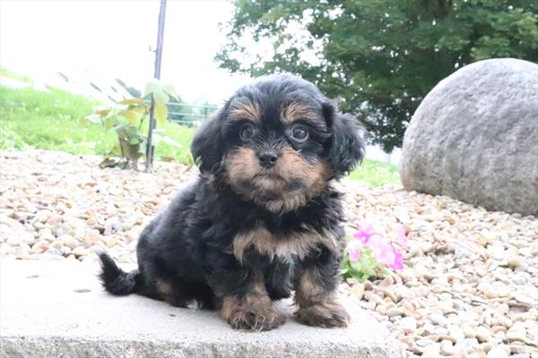 [#251261-05] Black / Tan F ShihPoo Puppies For Sale