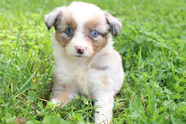 [#251410-03] Blue Merle F Miniature Australian Shepherd Puppies For Sale