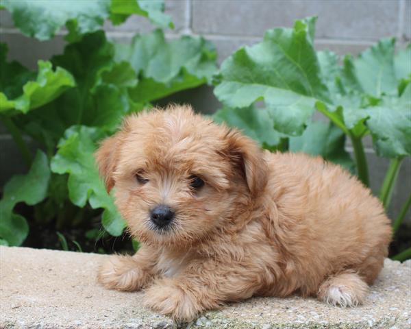 [#251554-02] Red Fawn M Morkie Puppies For Sale