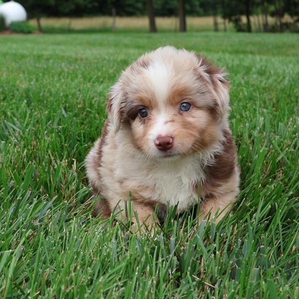 [#251484-02] Red Merle M Miniature American Shepherd Puppies For Sale