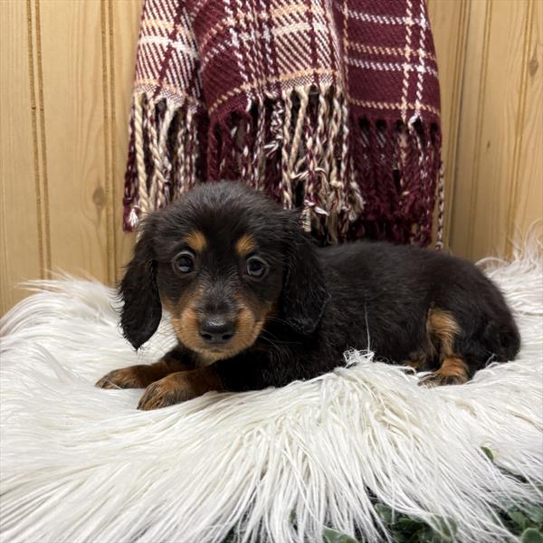 [#251274-03] Blue / Tan F Dachshund Puppies For Sale