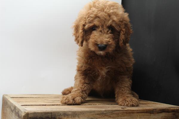 [#251459-01] Red M Goldendoodle Puppies For Sale