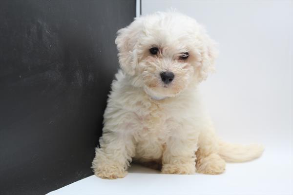 [#251391-02] White F Bichon Frise Puppies For Sale