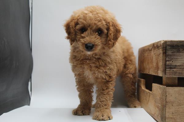 [#251459-02] Apricot M Goldendoodle Puppies For Sale