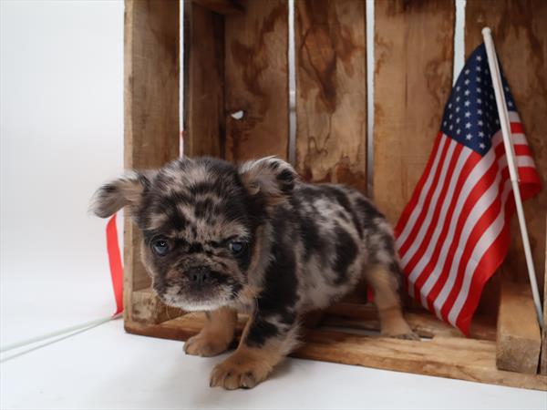 [#251481-02] Blue Merle / Tan M French Bulldog Puppies For Sale