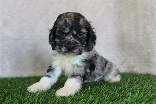[#251389-03] Blue Merle / White F Cocker Spaniel Puppies For Sale