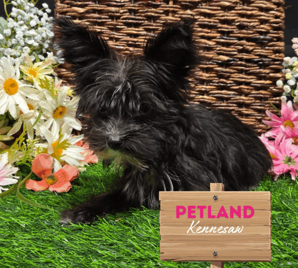 [#25525-01] Black M Morkie Puppies For Sale