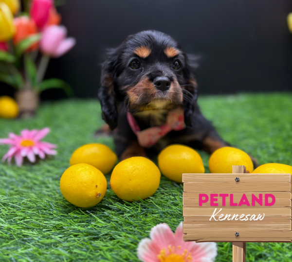[#251155-05] Black / Tan F Cavalier King Charles Spaniel Puppies For Sale