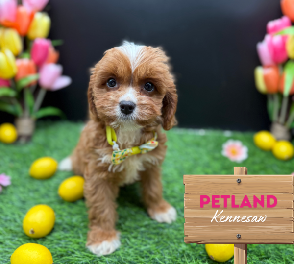 [#251157-05] Red F Cavapoo Puppies For Sale