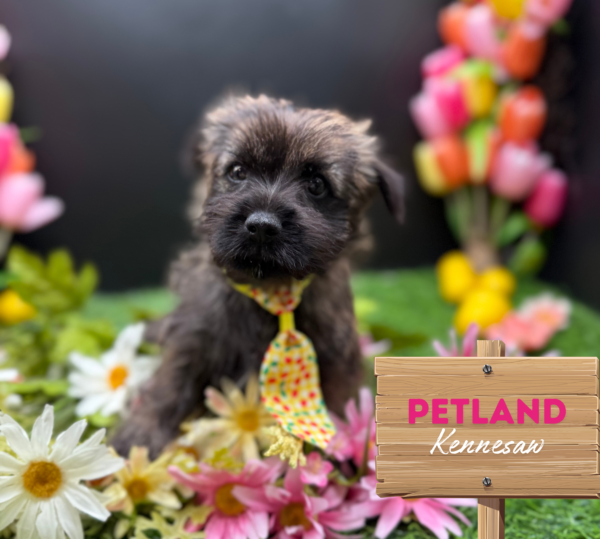 [#251262-01] Wheaten M Cairn Terrier Puppies For Sale