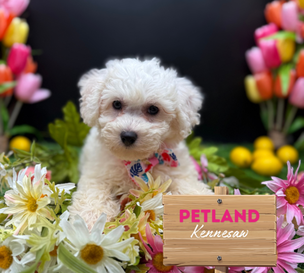 [#251391-02] White F Bichon Frise Puppies For Sale
