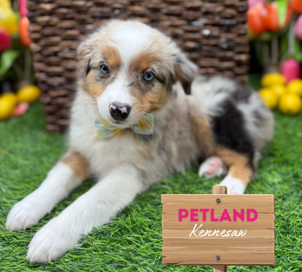 [#251410-03] Blue Merle F Miniature Australian Shepherd Puppies For Sale
