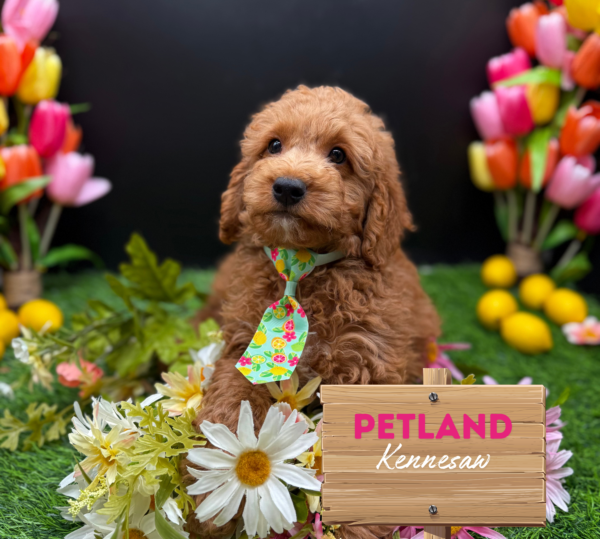 [#251459-01] Red M Goldendoodle Puppies For Sale