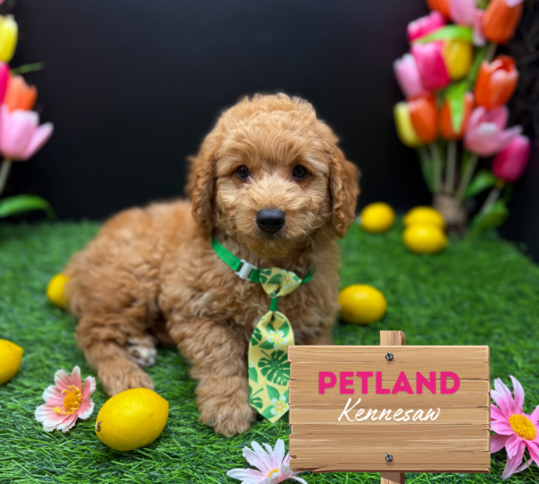 [#251459-02] Apricot M Goldendoodle Puppies For Sale