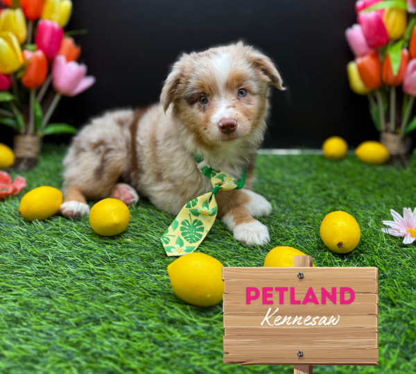 [#251484-02] Red Merle M Miniature American Shepherd Puppies For Sale
