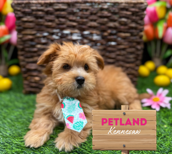 [#251554-02] Red Fawn M Morkie Puppies For Sale