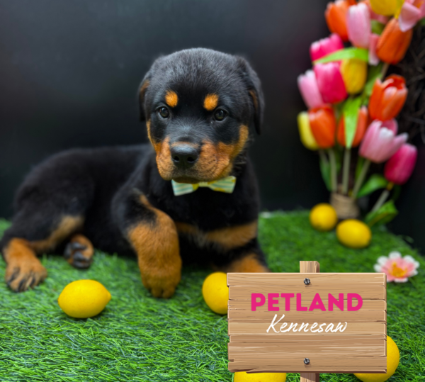 [#25129-04] Black / Tan F Rottweiler Puppies For Sale